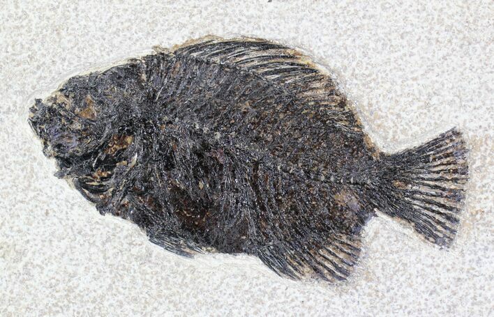 Dark Priscacara Fossil Fish - Wyoming #22965